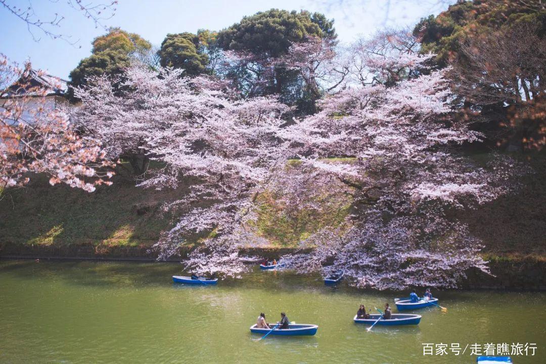 2020第一波樱花前线来了，粉了粉了