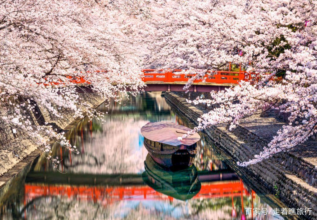 2020第一波樱花前线来了，粉了粉了