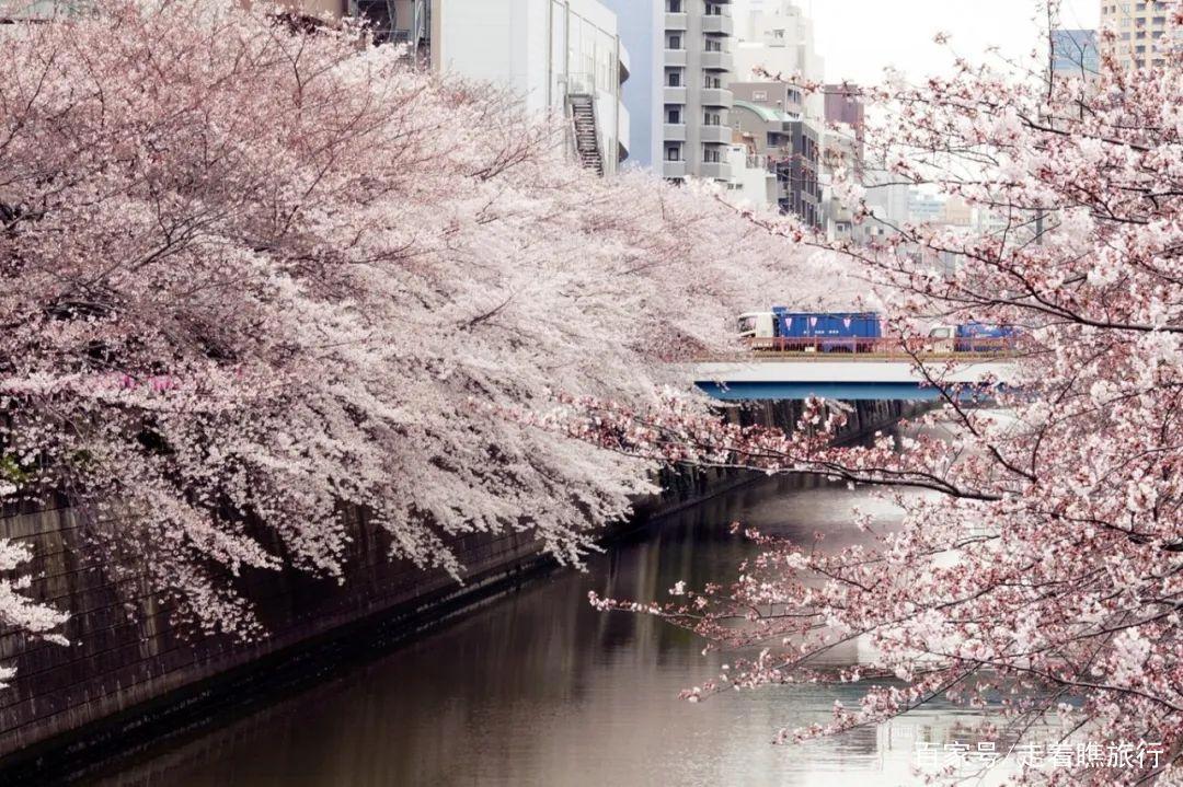 2020第一波樱花前线来了，粉了粉了