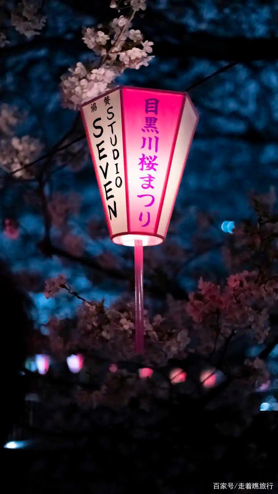 2020第一波樱花前线来了，粉了粉了