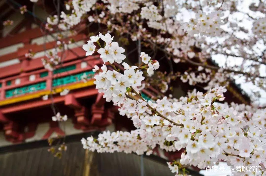 2020第一波樱花前线来了，粉了粉了