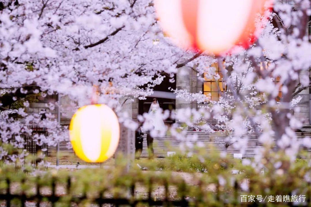 2020第一波樱花前线来了，粉了粉了