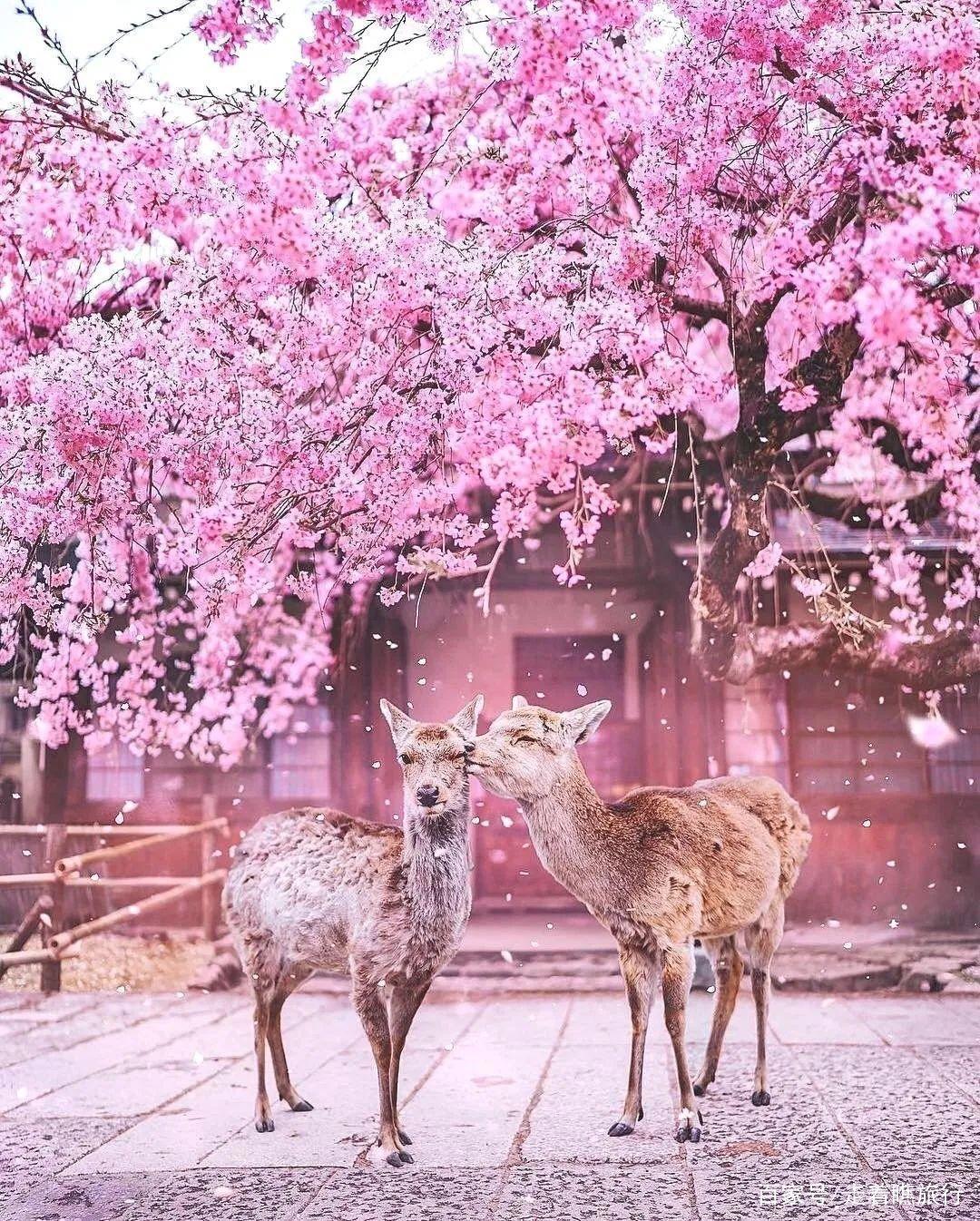 2020第一波樱花前线来了，粉了粉了