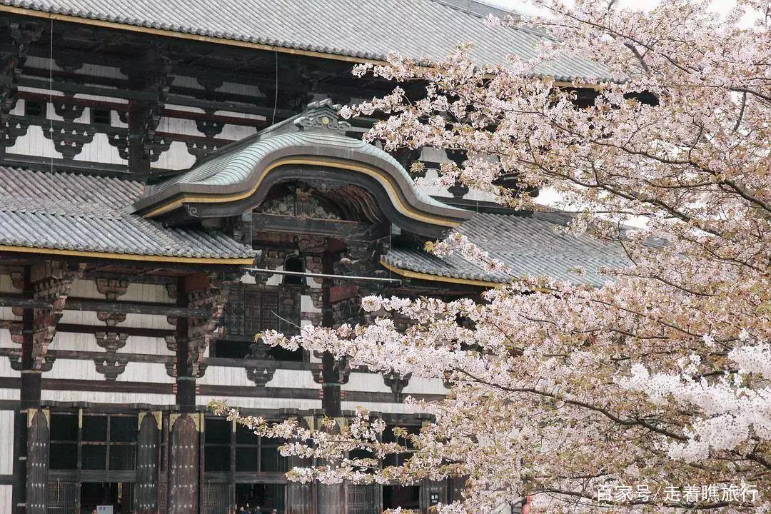 2020第一波樱花前线来了，粉了粉了