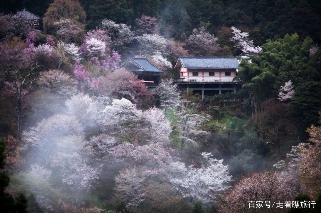 2020第一波樱花前线来了，粉了粉了