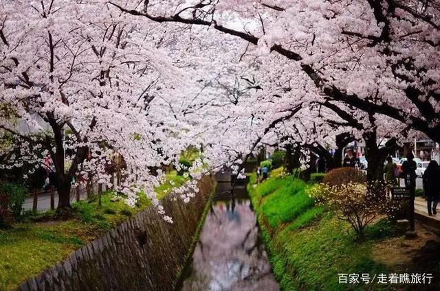 2020第一波樱花前线来了，粉了粉了