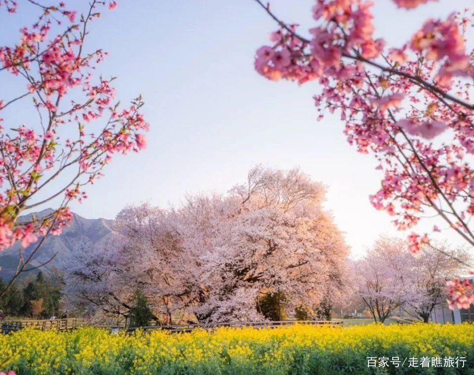 2020第一波樱花前线来了，粉了粉了