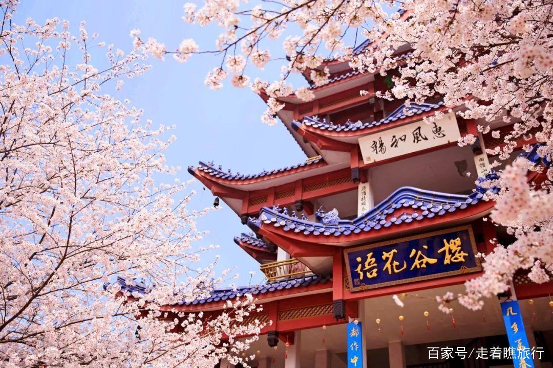 2020第一波樱花前线来了，粉了粉了