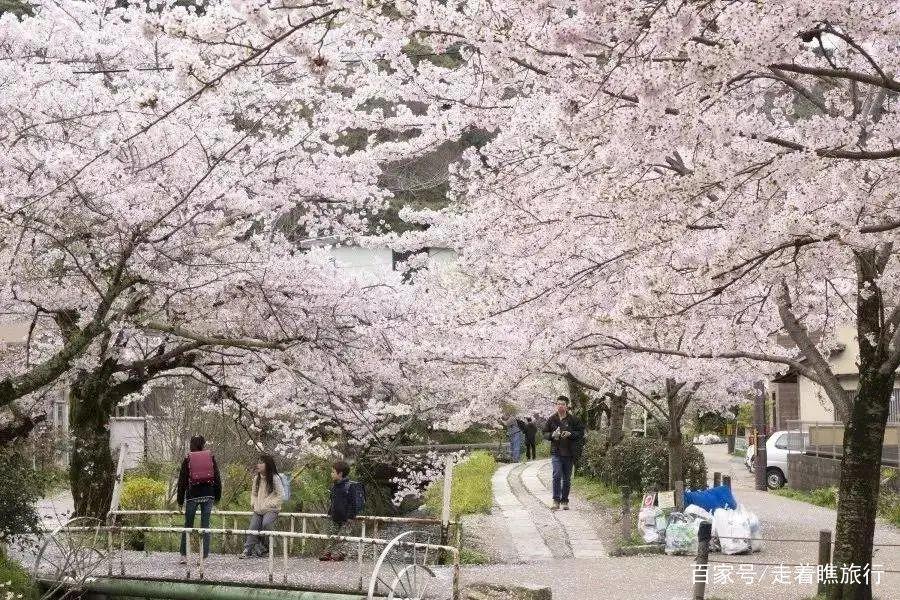 2020第一波樱花前线来了，粉了粉了