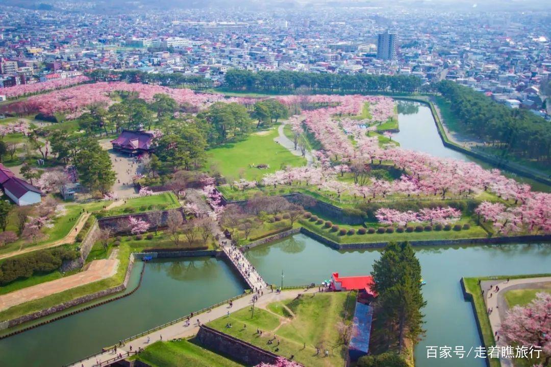 2020第一波樱花前线来了，粉了粉了