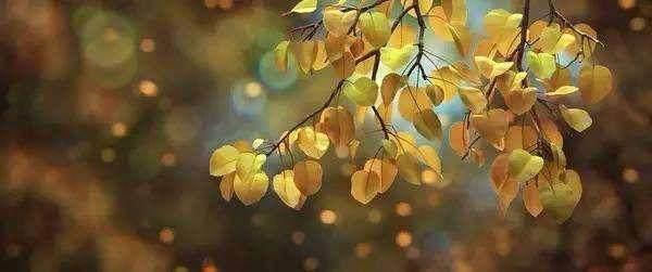 周末的夜晚，适合看这两部治愈的萌系动画电影！