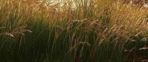 周末的夜晚，适合看这两部治愈的萌系动画电影！