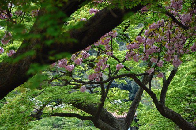 东京动漫游记，在大街小巷里遇见另一个次元