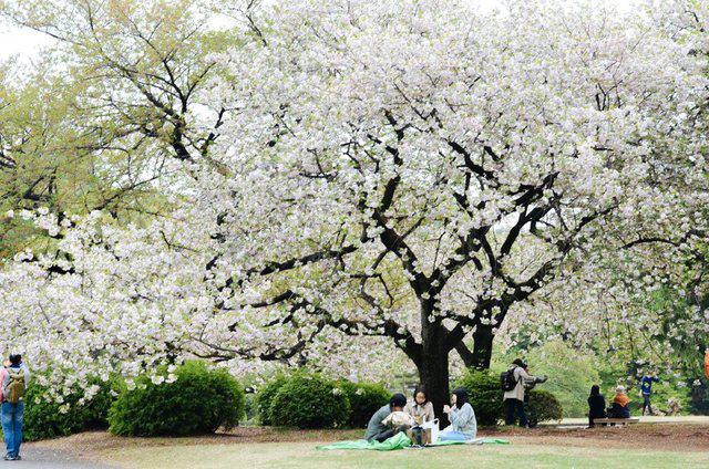 东京动漫游记，在大街小巷里遇见另一个次元