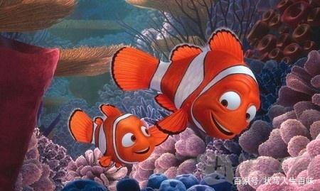 小丑鱼的忏悔与顿悟