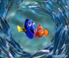 小丑鱼的忏悔与顿悟