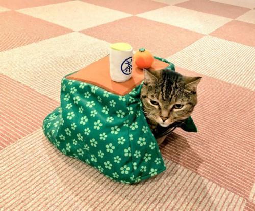 猫主子也开始玩cos了？千与千寻、星球大战、美女与野兽…画风太清奇！