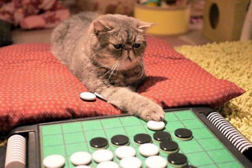 猫主子也开始玩cos了？千与千寻、星球大战、美女与野兽…画风太清奇！