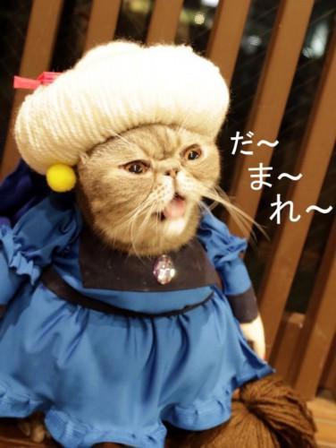 猫主子也开始玩cos了？千与千寻、星球大战、美女与野兽…画风太清奇！