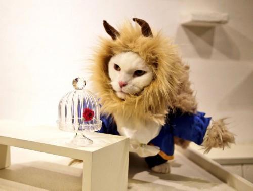 猫主子也开始玩cos了？千与千寻、星球大战、美女与野兽…画风太清奇！