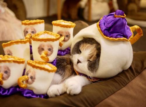 猫主子也开始玩cos了？千与千寻、星球大战、美女与野兽…画风太清奇！