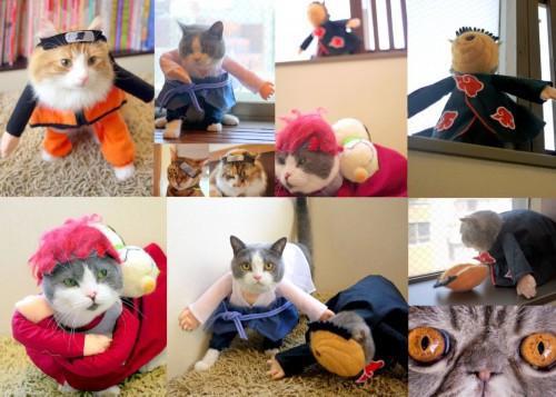 猫主子也开始玩cos了？千与千寻、星球大战、美女与野兽…画风太清奇！