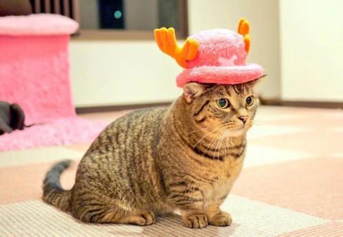 猫主子也开始玩cos了？千与千寻、星球大战、美女与野兽…画风太清奇！