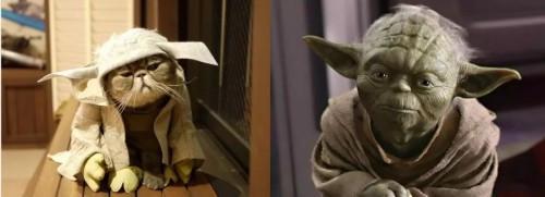 猫主子也开始玩cos了？千与千寻、星球大战、美女与野兽…画风太清奇！