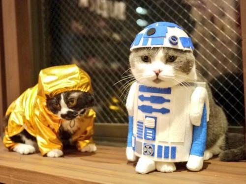 猫主子也开始玩cos了？千与千寻、星球大战、美女与野兽…画风太清奇！