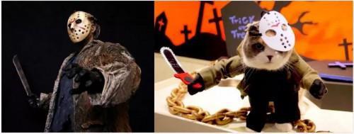 猫主子也开始玩cos了？千与千寻、星球大战、美女与野兽…画风太清奇！