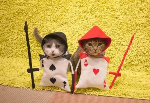 猫主子也开始玩cos了？千与千寻、星球大战、美女与野兽…画风太清奇！