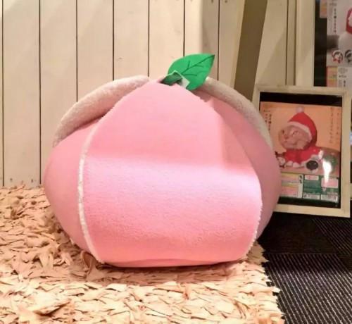 猫主子也开始玩cos了？千与千寻、星球大战、美女与野兽…画风太清奇！