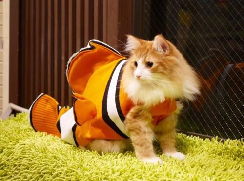 猫主子也开始玩cos了？千与千寻、星球大战、美女与野兽…画风太清奇！