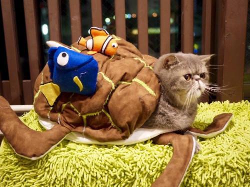 猫主子也开始玩cos了？千与千寻、星球大战、美女与野兽…画风太清奇！