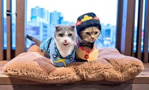 猫主子也开始玩cos了？千与千寻、星球大战、美女与野兽…画风太清奇！