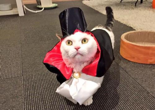 猫主子也开始玩cos了？千与千寻、星球大战、美女与野兽…画风太清奇！