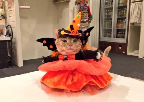 猫主子也开始玩cos了？千与千寻、星球大战、美女与野兽…画风太清奇！