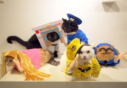 猫主子也开始玩cos了？千与千寻、星球大战、美女与野兽…画风太清奇！