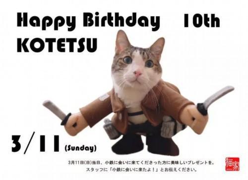 猫主子也开始玩cos了？千与千寻、星球大战、美女与野兽…画风太清奇！