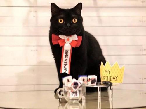 猫主子也开始玩cos了？千与千寻、星球大战、美女与野兽…画风太清奇！