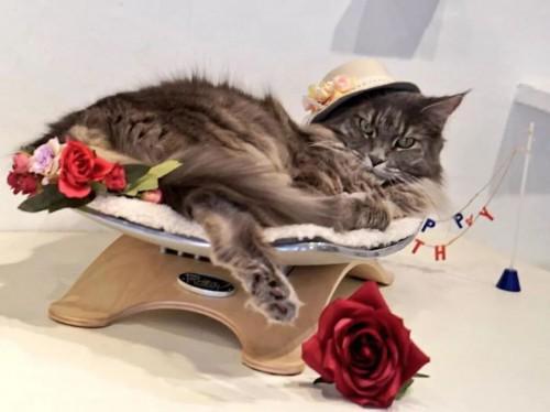 猫主子也开始玩cos了？千与千寻、星球大战、美女与野兽…画风太清奇！