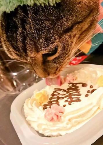 猫主子也开始玩cos了？千与千寻、星球大战、美女与野兽…画风太清奇！