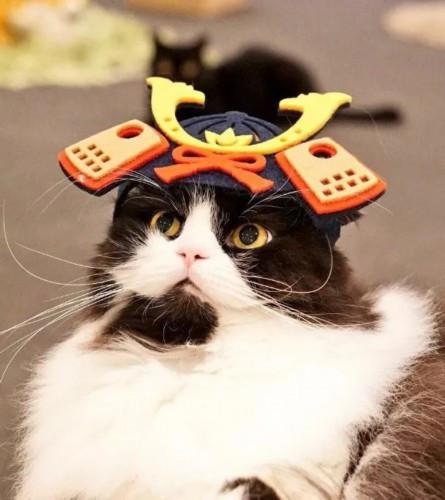 猫主子也开始玩cos了？千与千寻、星球大战、美女与野兽…画风太清奇！