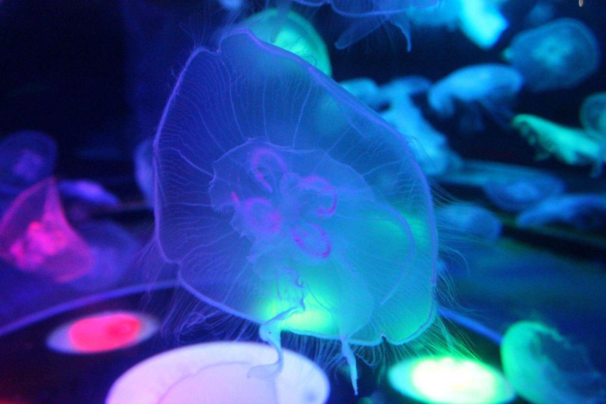 《海底总动员》：惊险刺激冒险之旅，童趣与惊险并存！