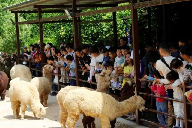 成了动漫节分会场，一天5万人涌入，杭州野生动物世界游客量再创新高