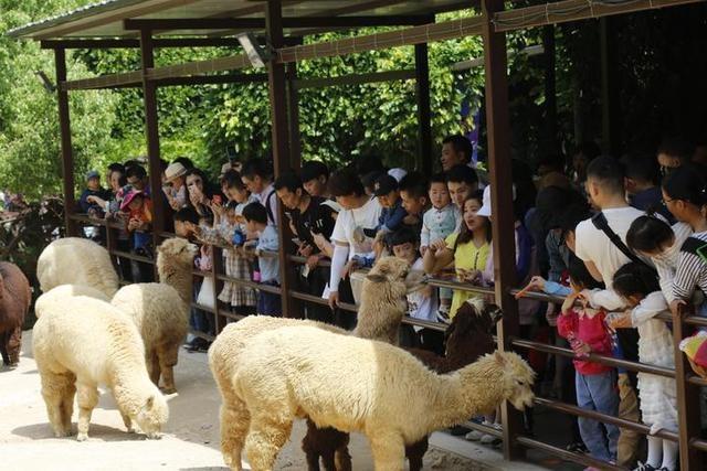 动漫节带动杭州野生动物世界游客量再创新高