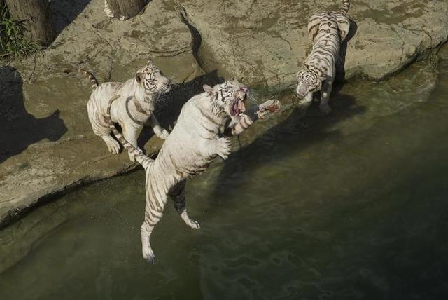 动漫节带动杭州野生动物世界游客量再创新高