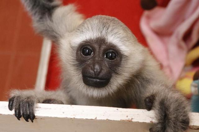 动漫节带动杭州野生动物世界游客量再创新高