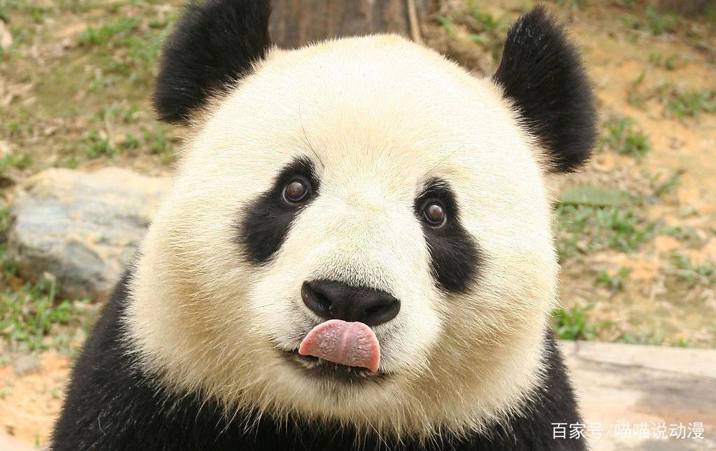 歪果仁有多喜欢咱们的熊猫？看看这六部动漫就明白了