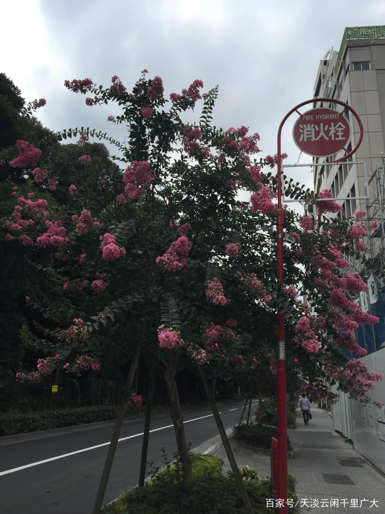 新海诚动漫“言叶之庭”取景地：东京新宿御苑